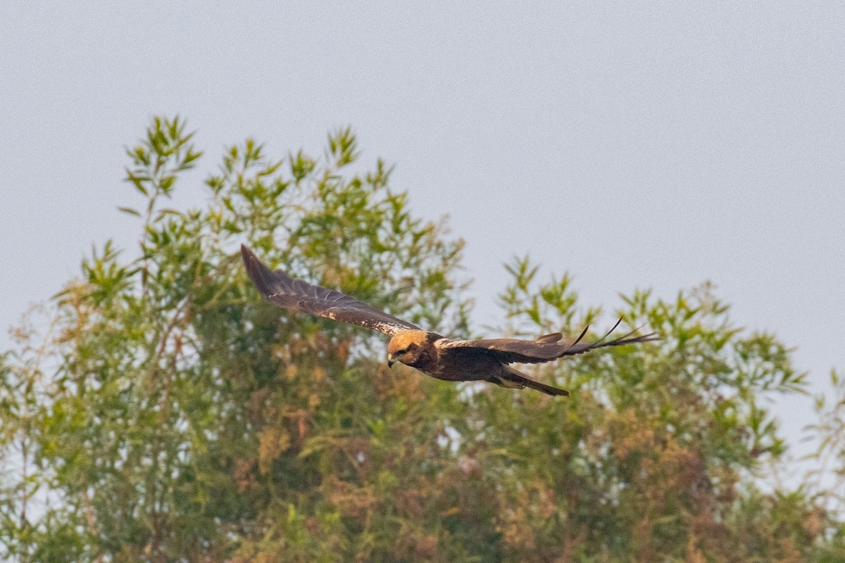 Western Marsh Harrier - ML641461912