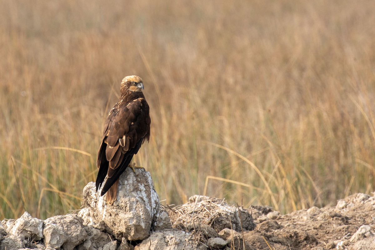 Western Marsh Harrier - ML641461913