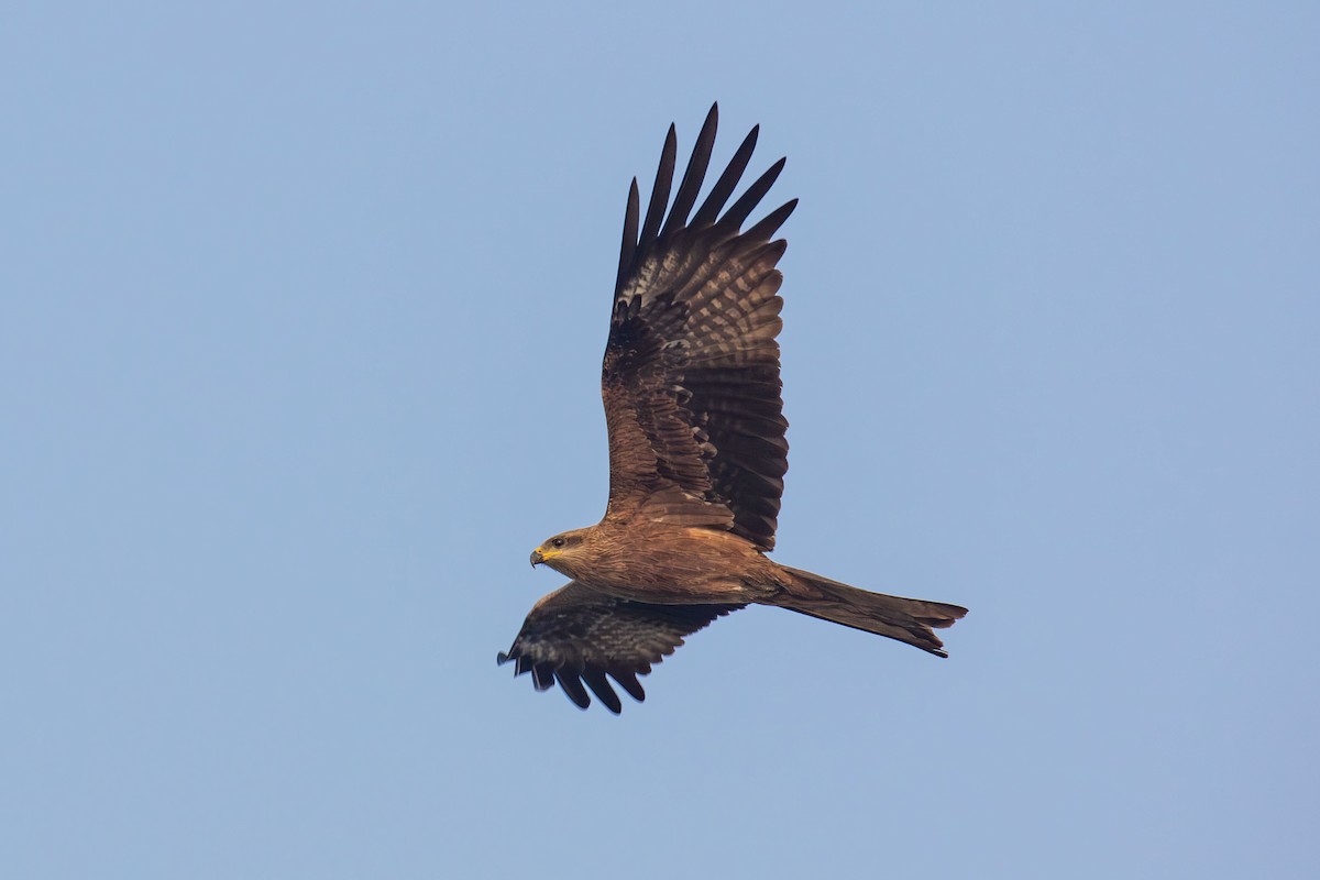 黑鳶(migrans群) - ML641461921
