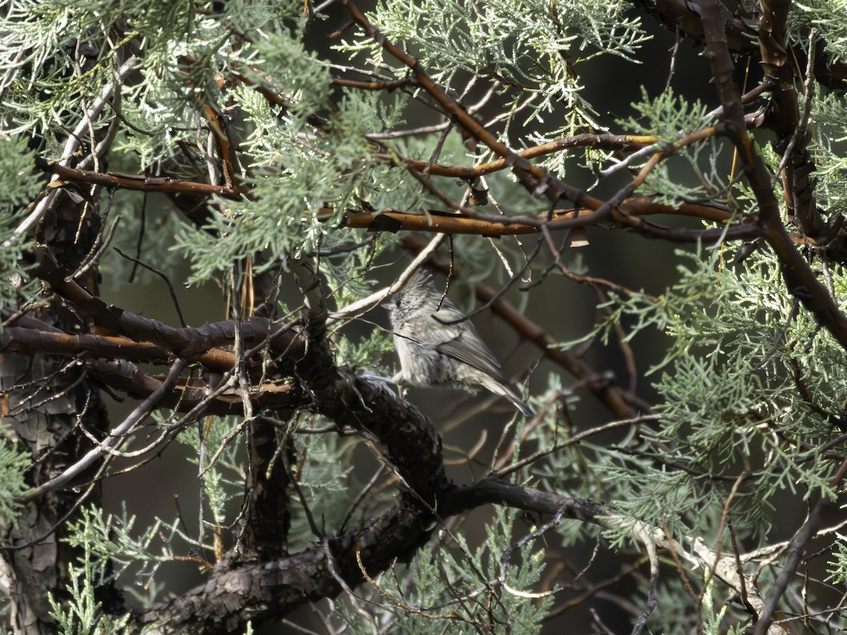 Juniper Titmouse - ML641461930