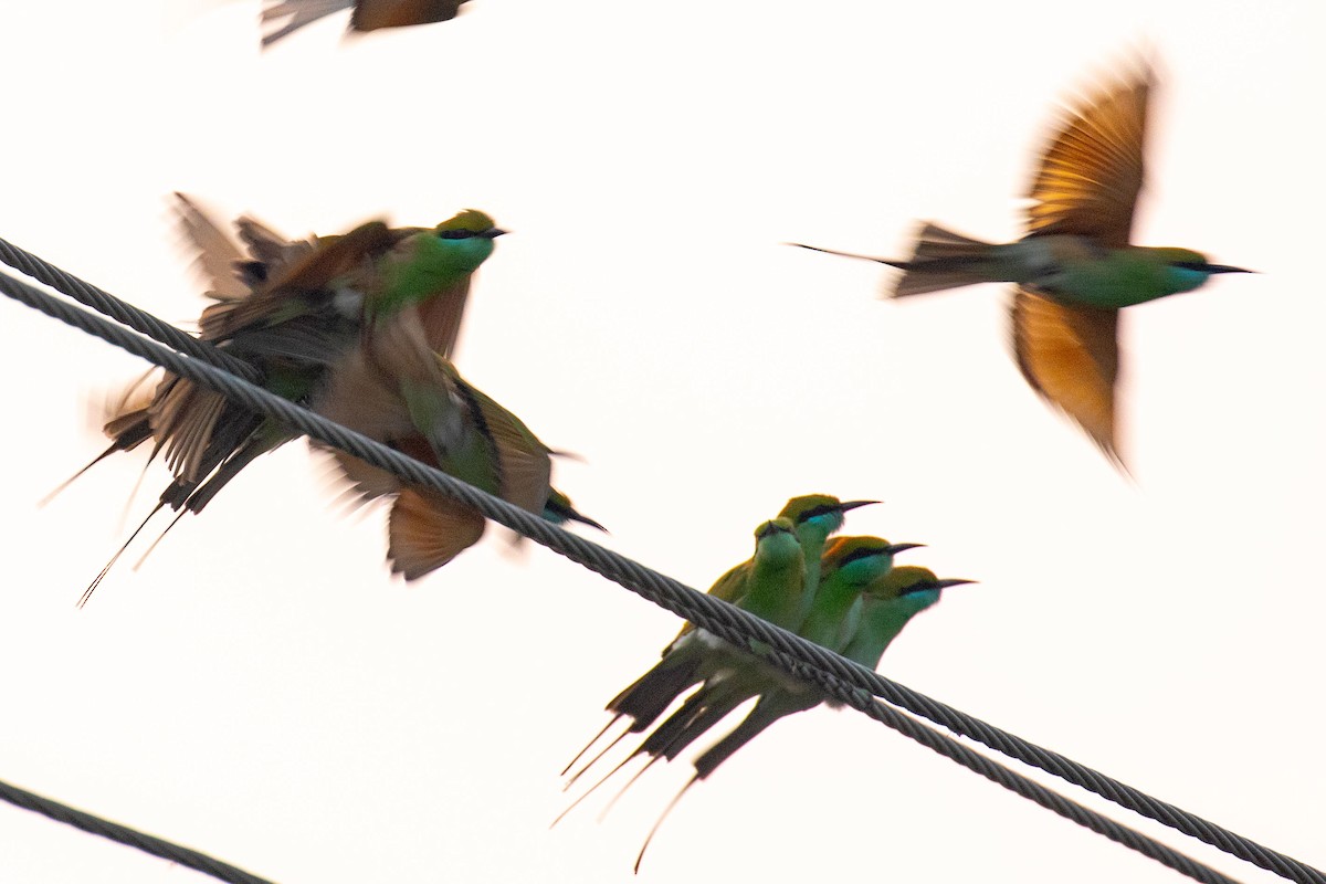 Asian Green Bee-eater - ML641461934