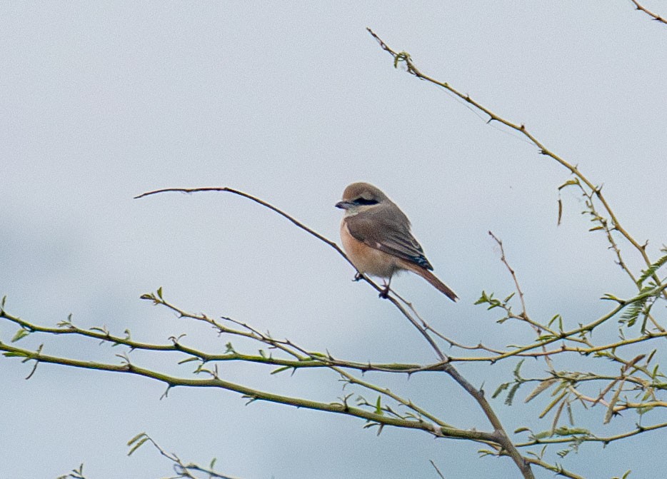 Isabelline Shrike - ML641461951