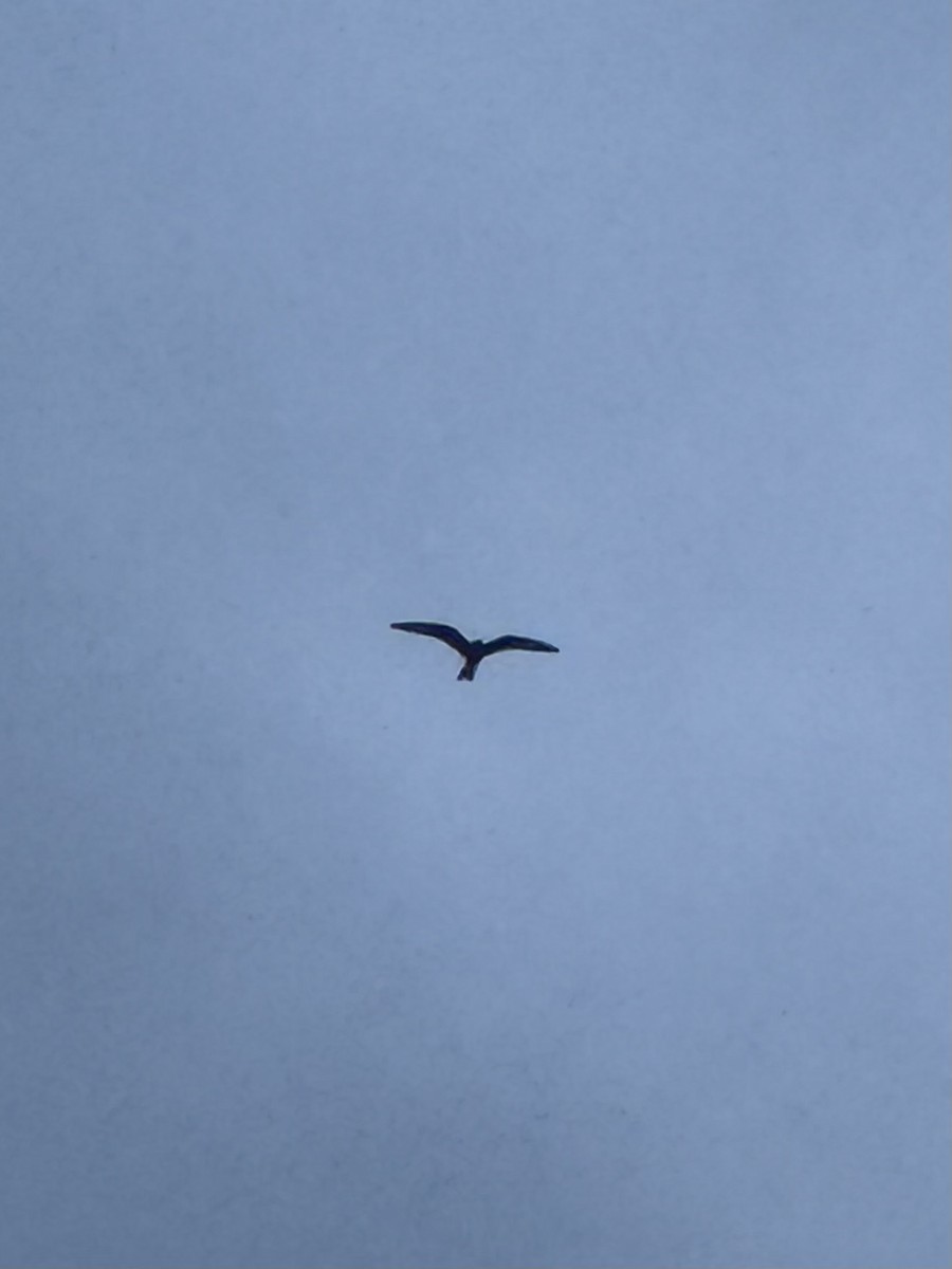 Common Nighthawk - ML641461983