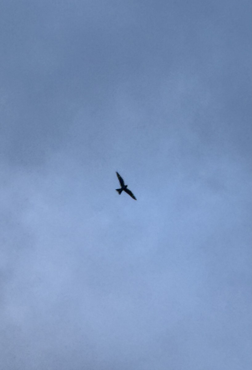 Common Nighthawk - ML641461984