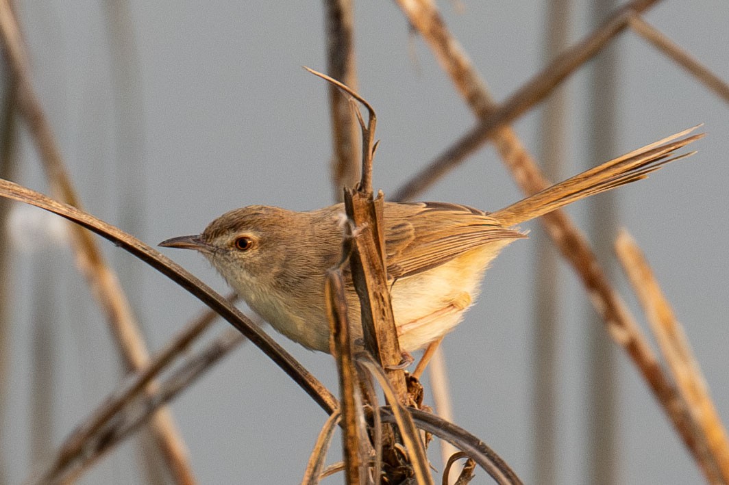 Plain Prinia - ML641461991