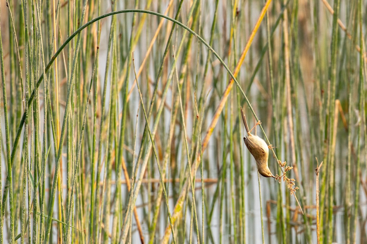 Plain Prinia - ML641461992