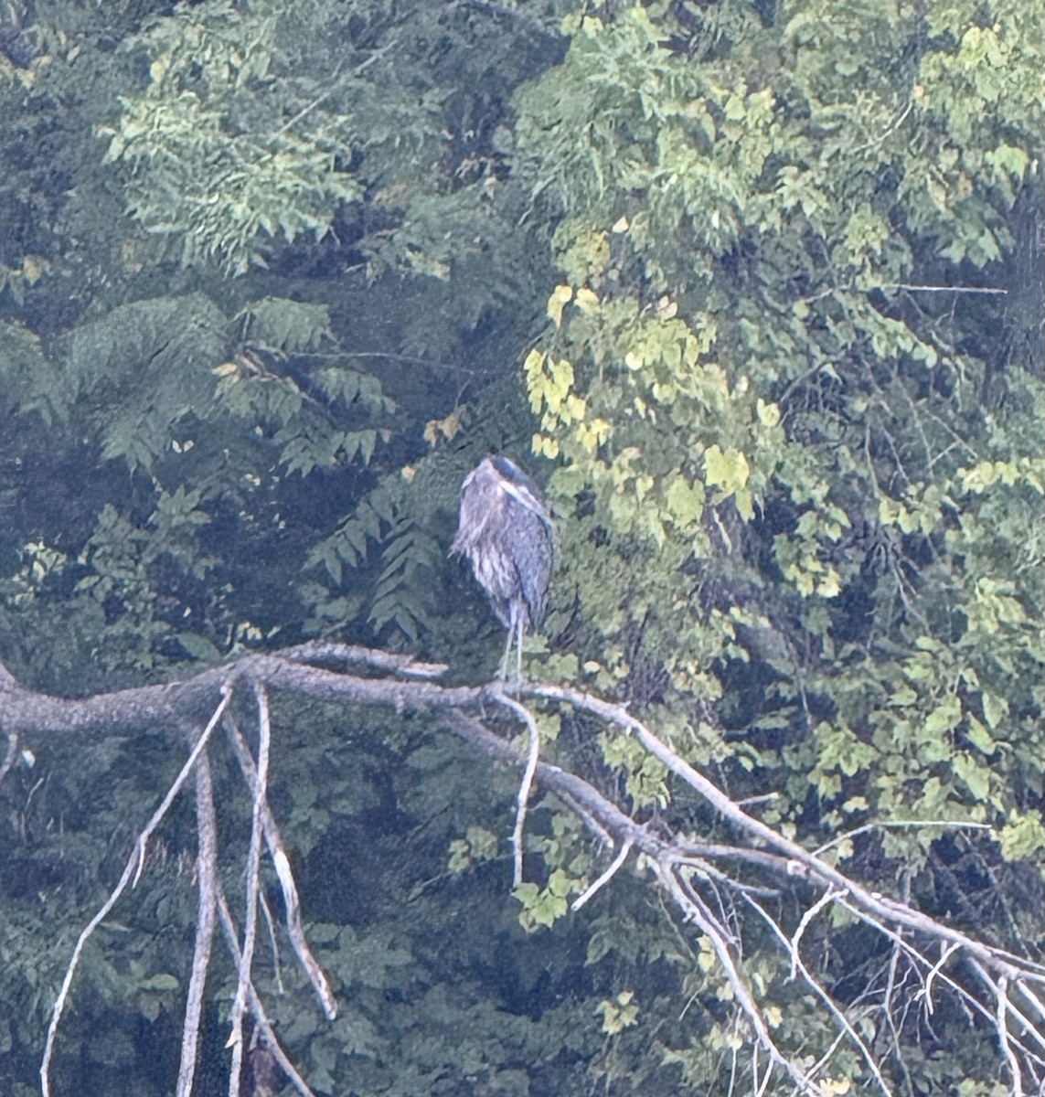 Great Blue Heron - ML641461996
