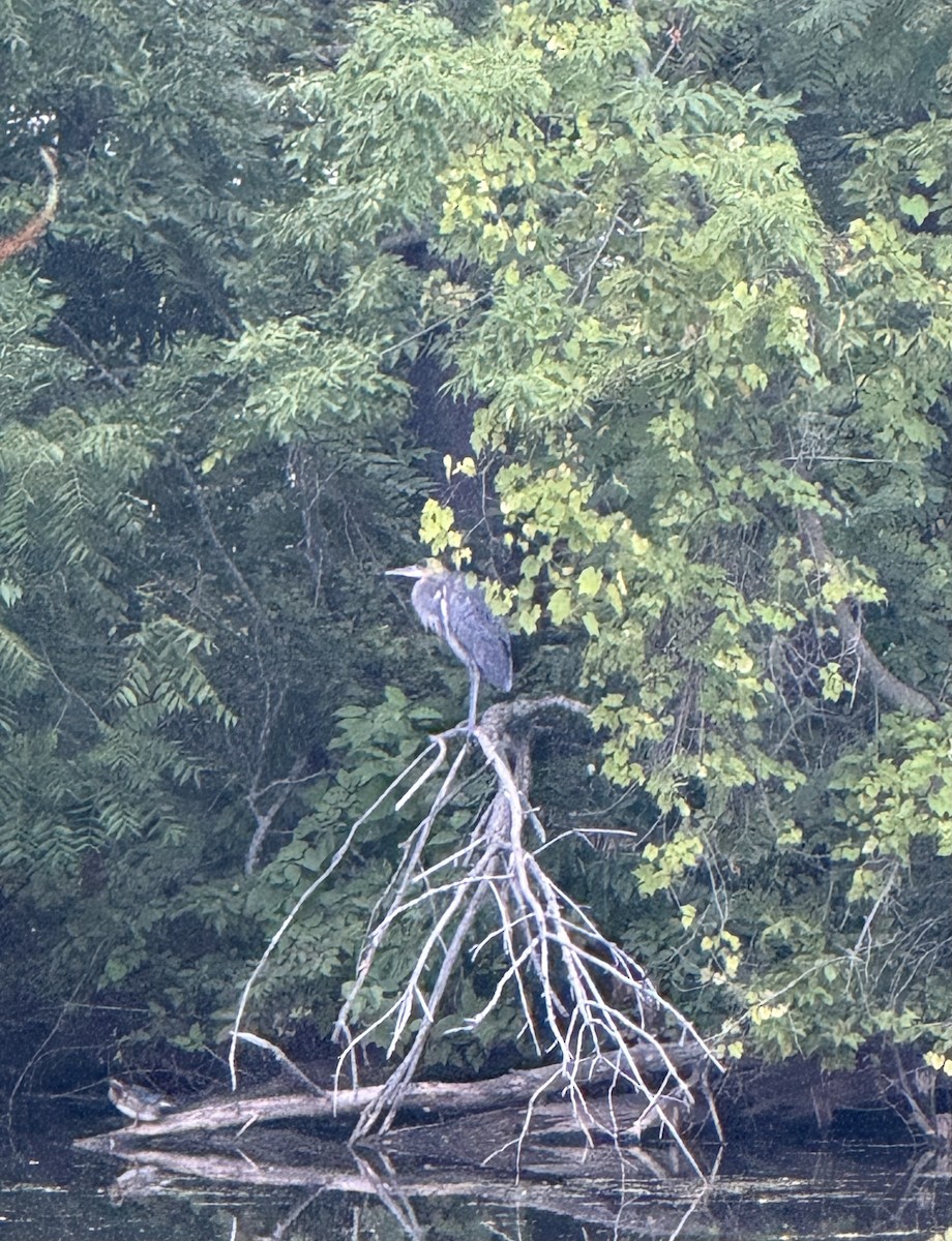 Great Blue Heron - ML641461997