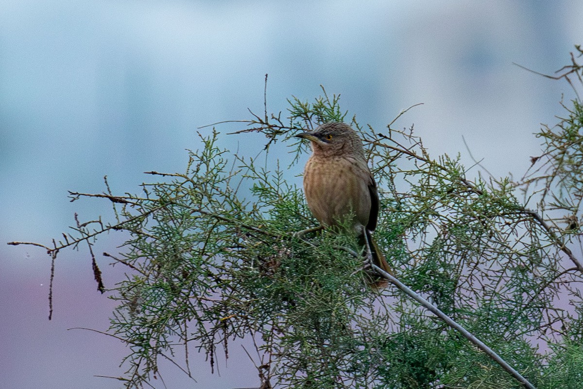 Striated Babbler - ML641461998