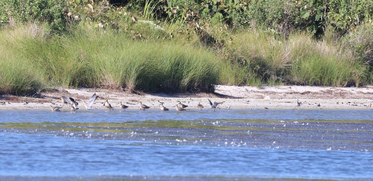 Short-billed Dowitcher - ML641462021