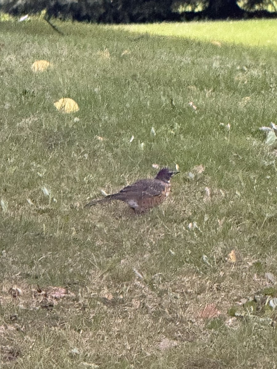 American Robin - ML641462023