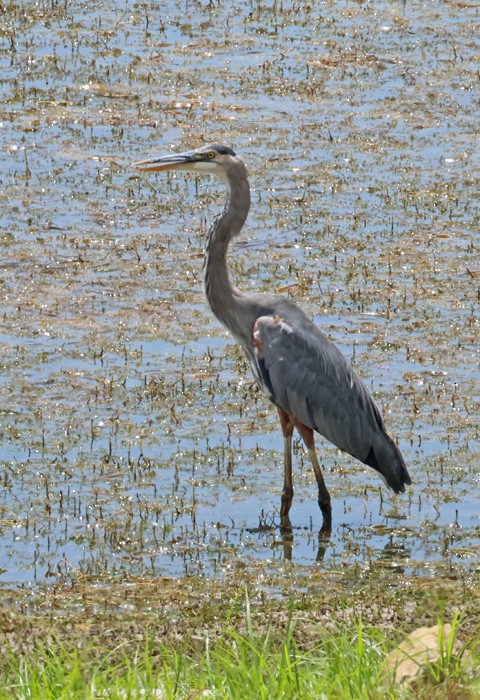 Great Blue Heron - ML641462076
