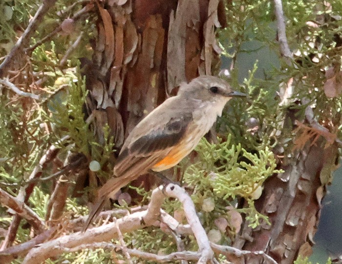 Vermilion Flycatcher - ML641462110