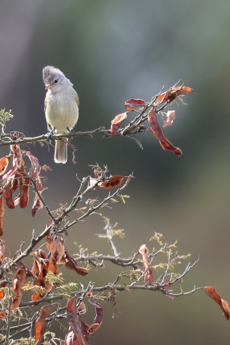 Southern Beardless-Tyrannulet - ML641462154