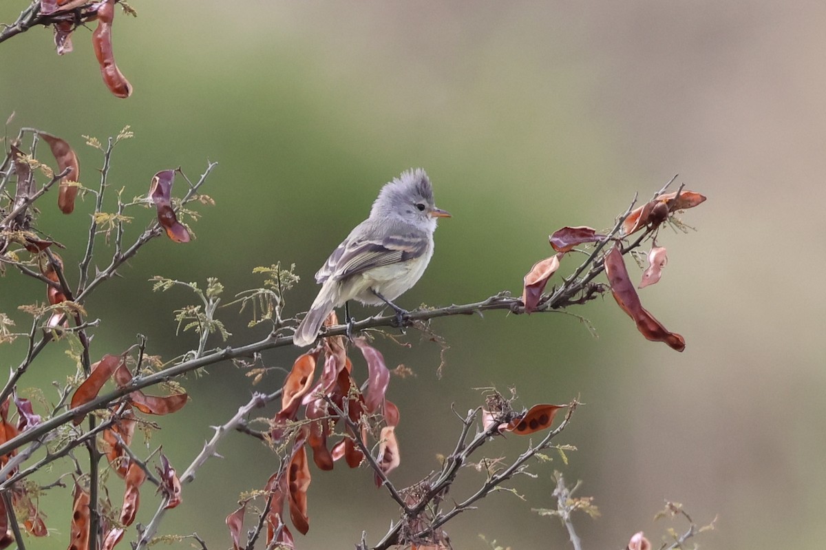 Southern Beardless-Tyrannulet - ML641462155