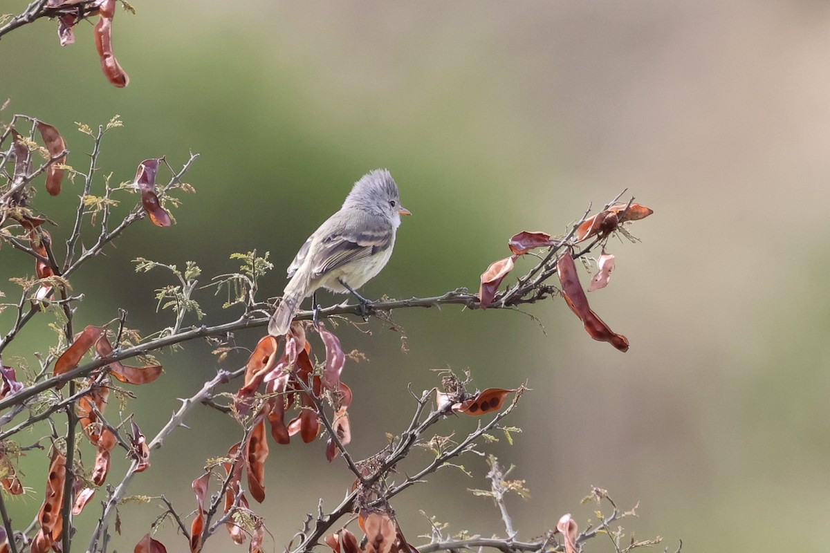 Southern Beardless-Tyrannulet - ML641462156