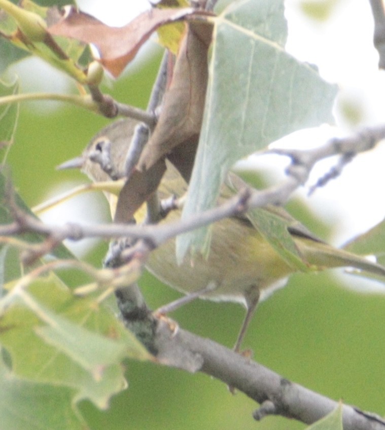 Nashville Warbler - ML641462188