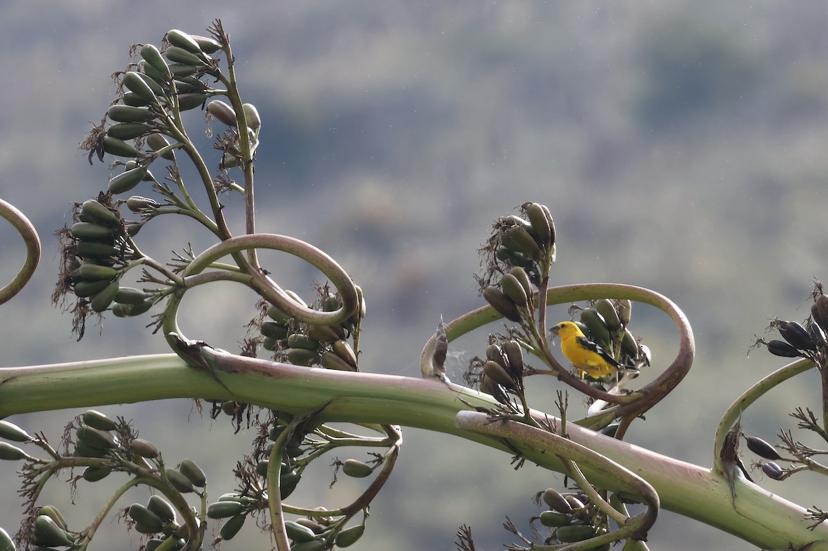 Golden Grosbeak - ML641462195