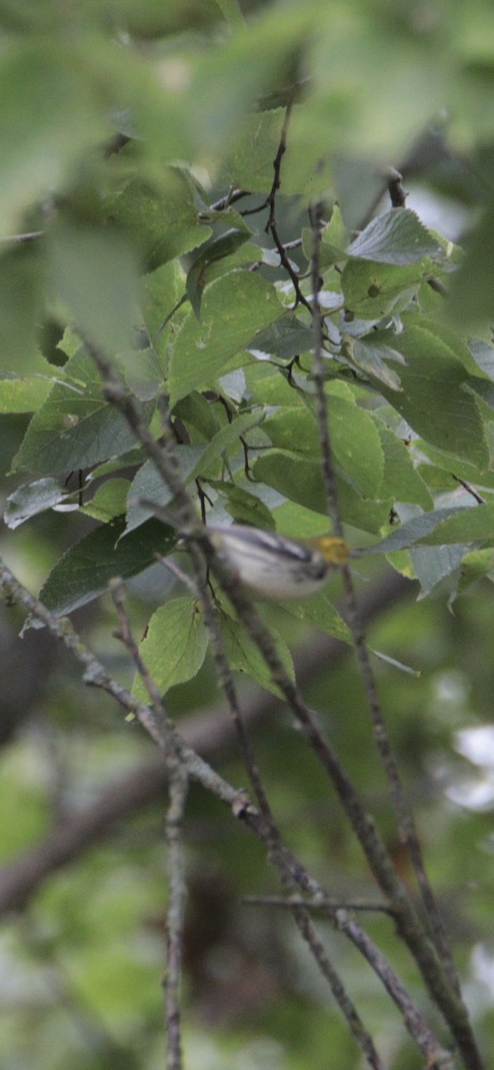 Black-throated Green Warbler - ML641462197
