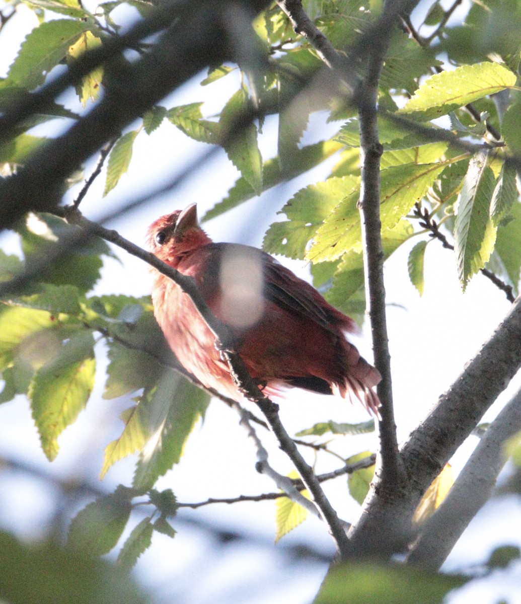 Summer Tanager - ML641462211