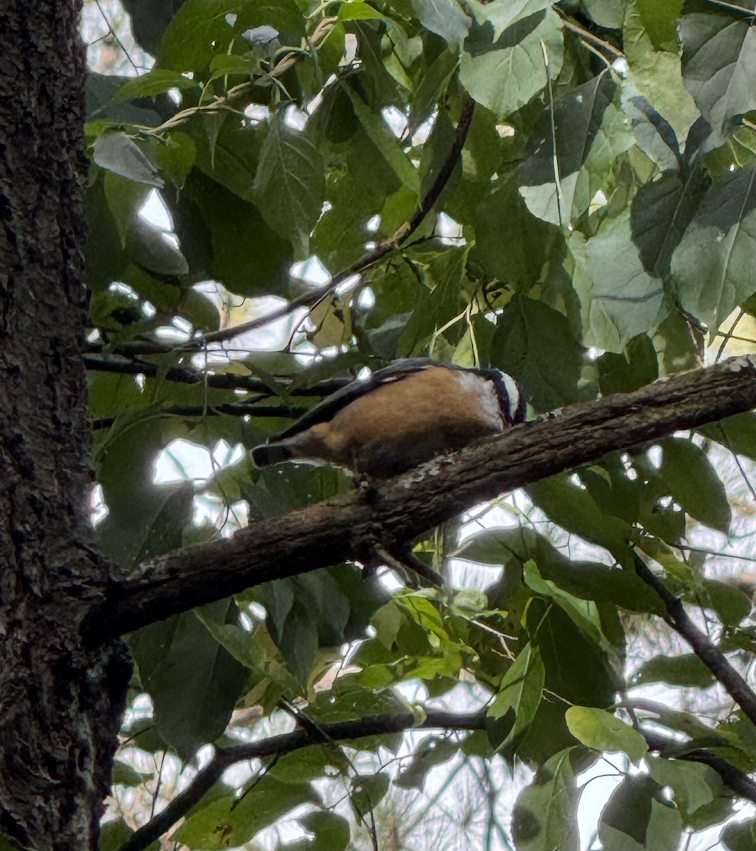 Red-breasted Nuthatch - ML641462223