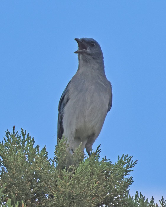 Mexican Jay - ML641462230