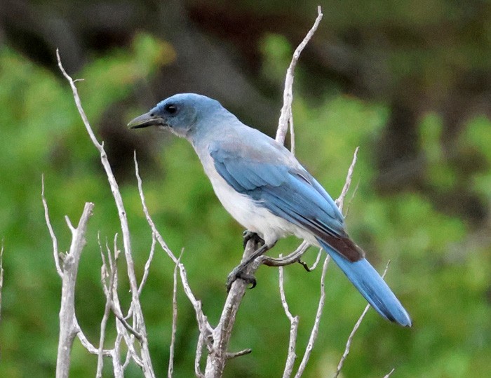 Mexican Jay - ML641462231