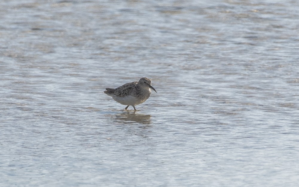 Gambecchio americano - ML641462278