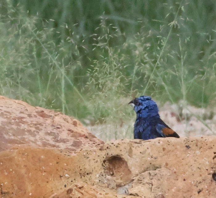 Blue Grosbeak - ML641462284