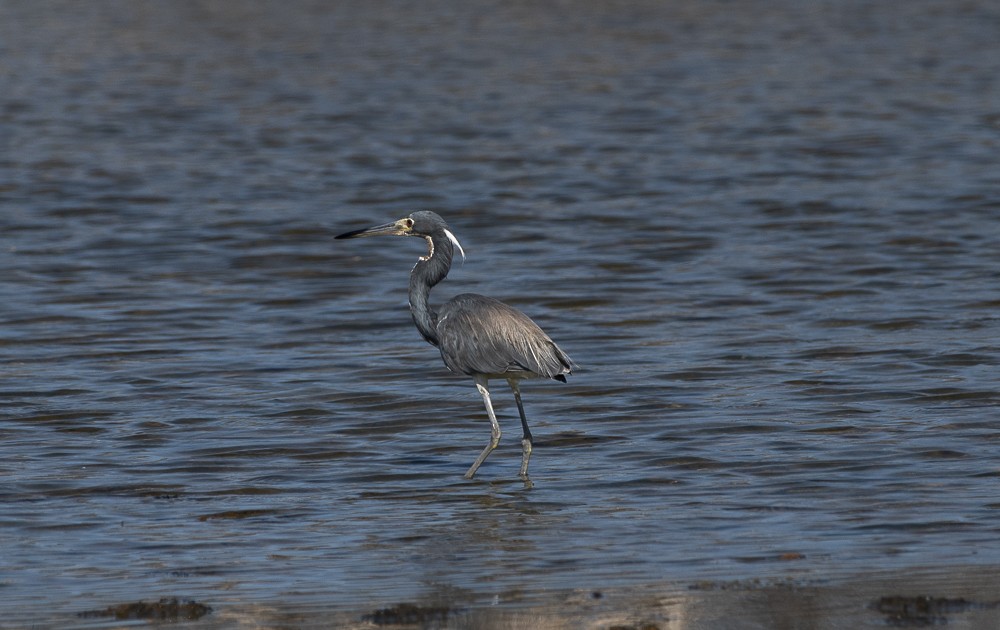 Tricolored Heron - ML641462292