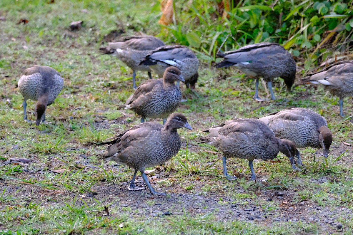 Maned Duck - ML641462474