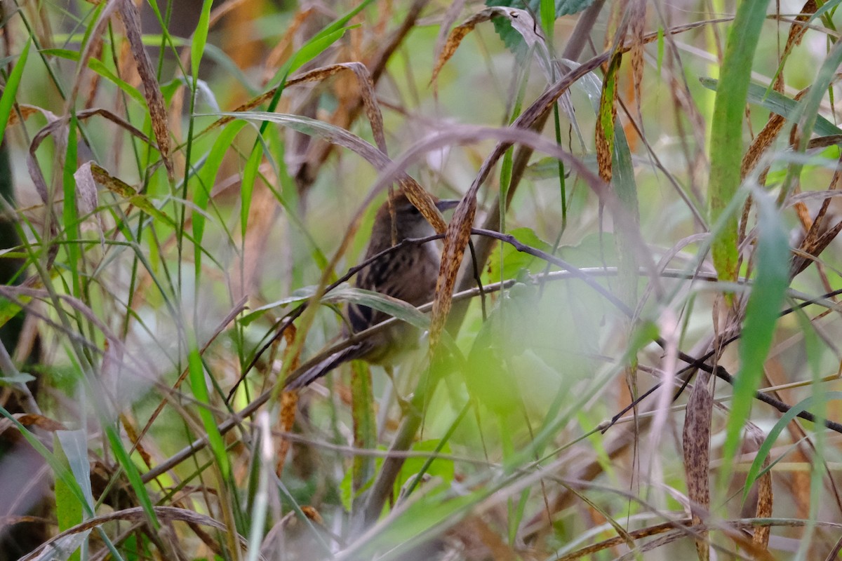 Tawny Grassbird - ML641462481