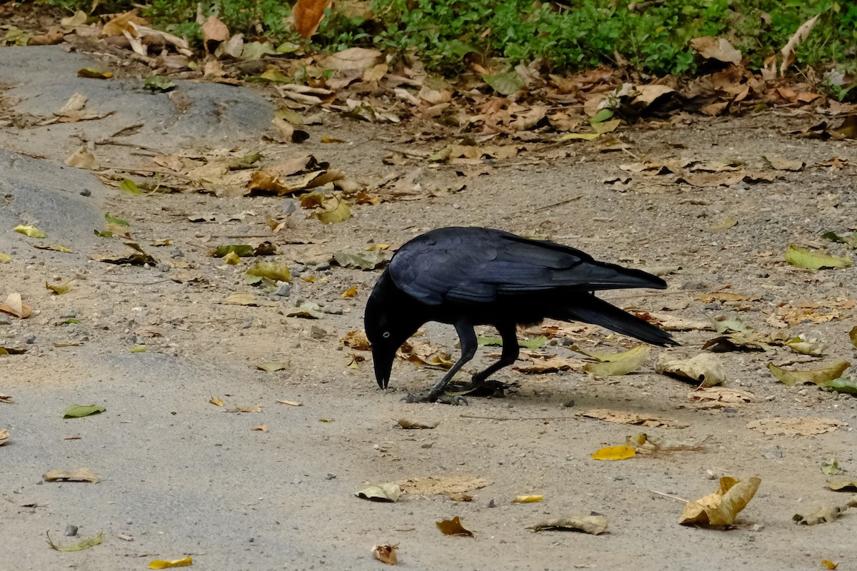 Torresian Crow - ML641462486