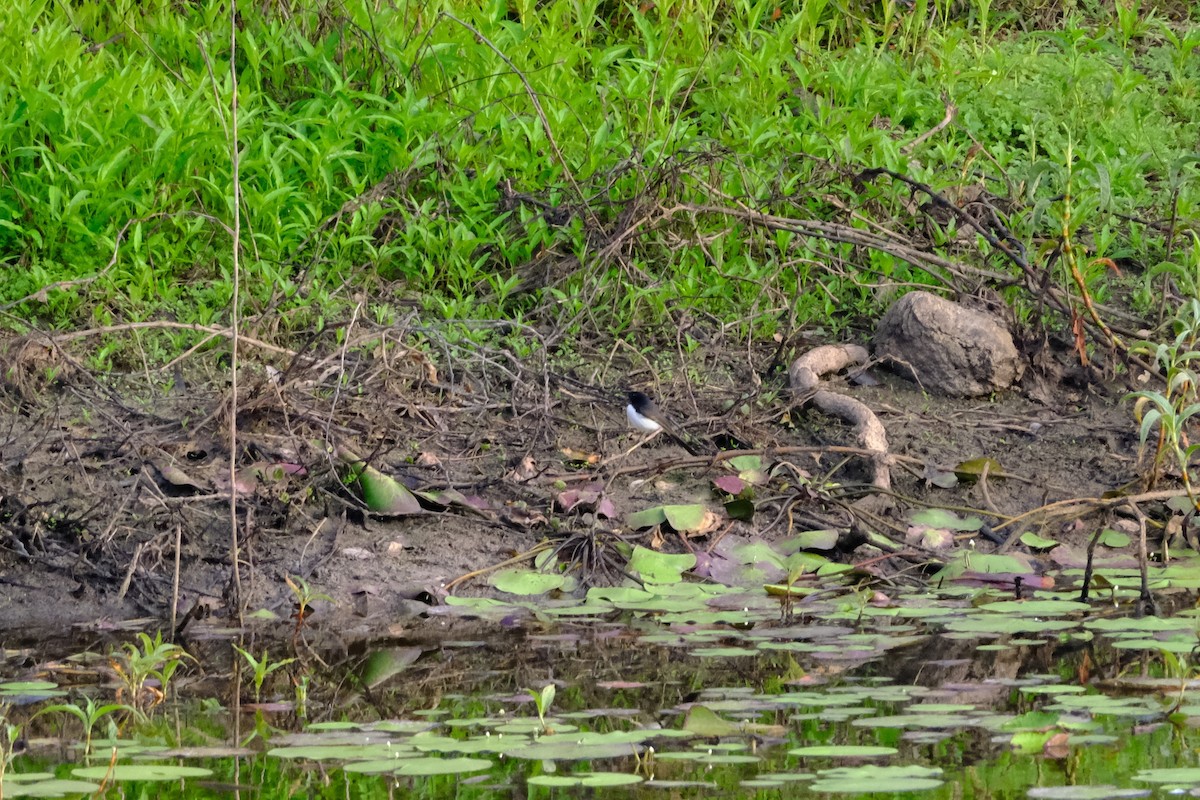 Willie-wagtail - ML641462492