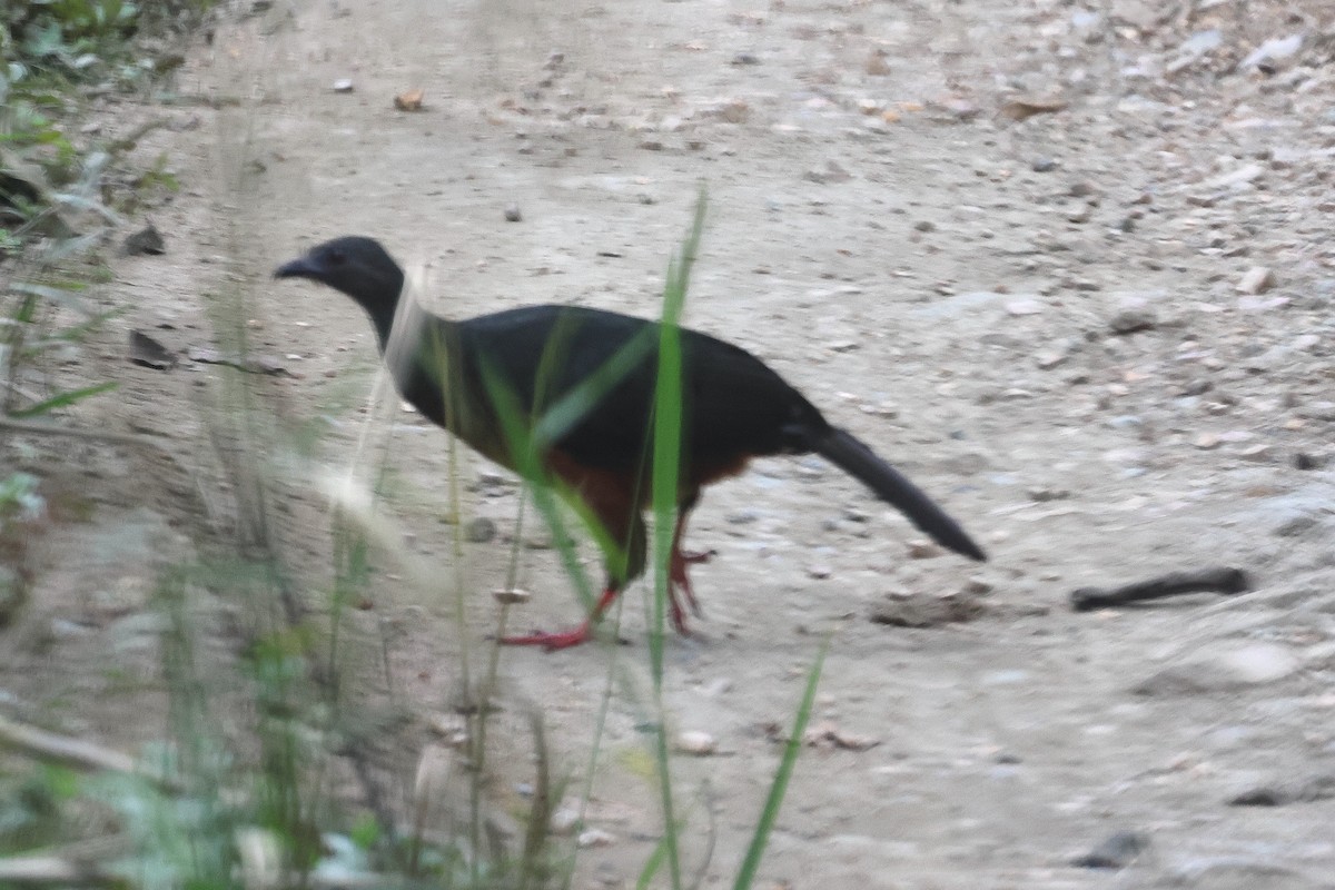 Sickle-winged Guan - ML641462498
