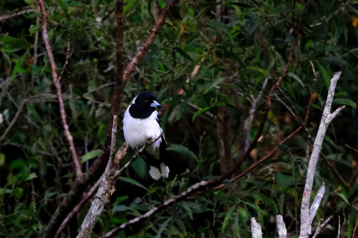 Pied Butcherbird - ML641462499