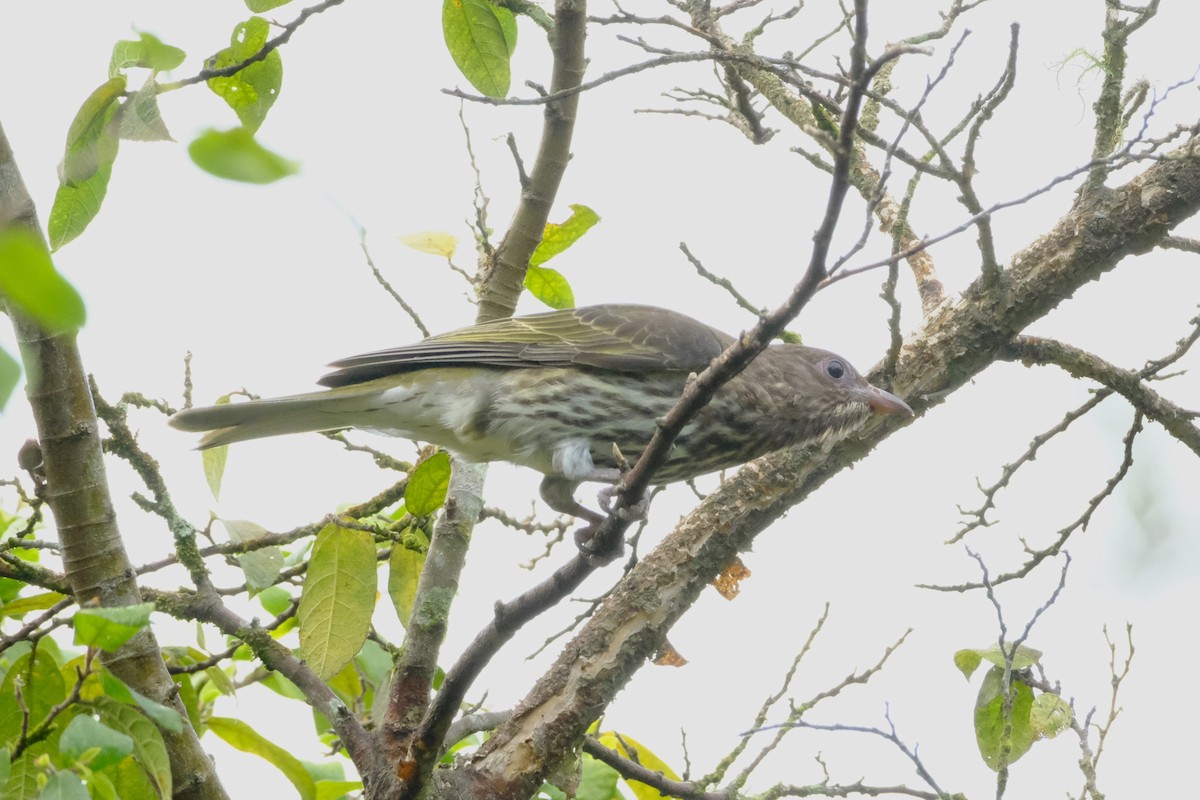 Australasian Figbird - ML641462511