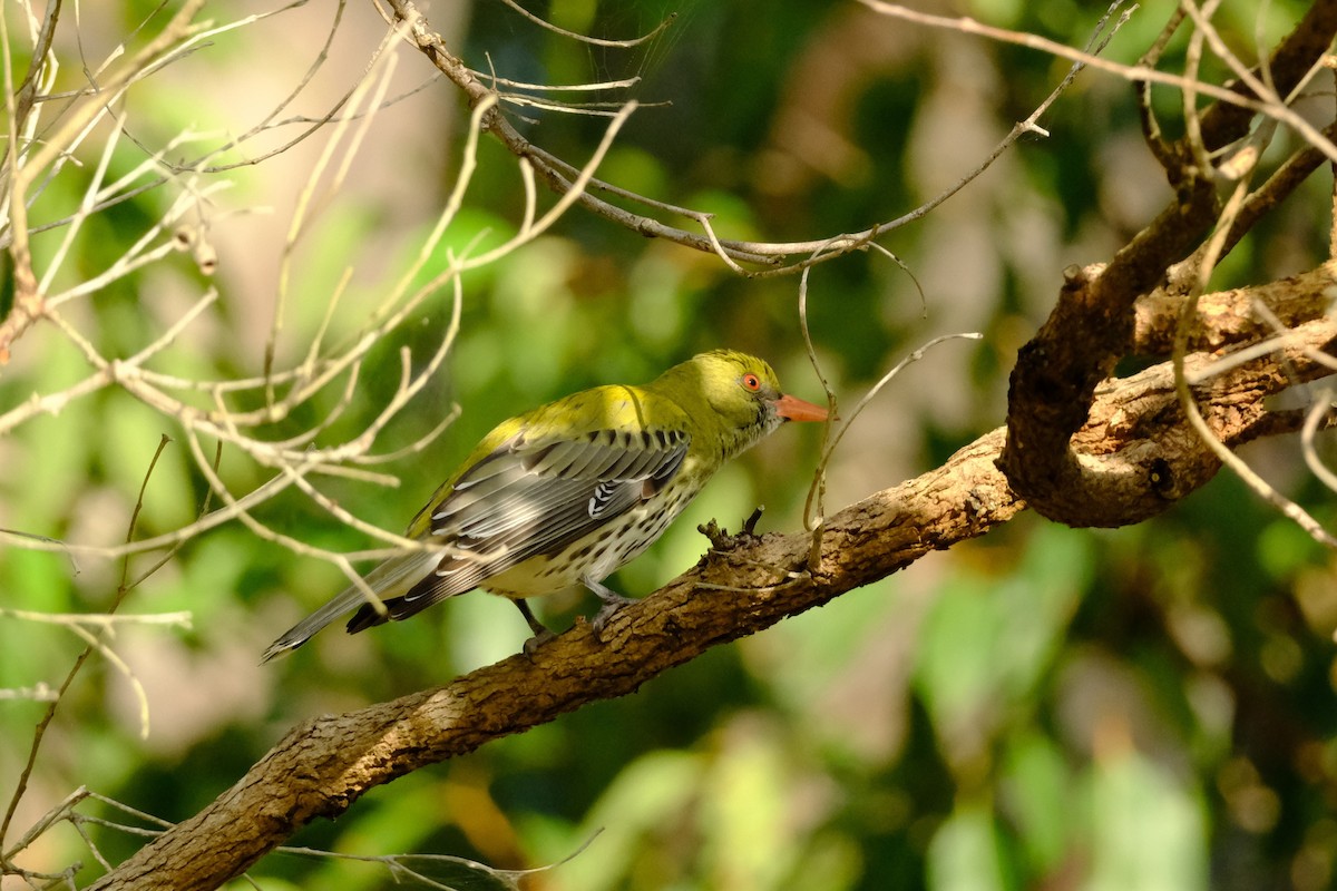 Olive-backed Oriole - ML641462512