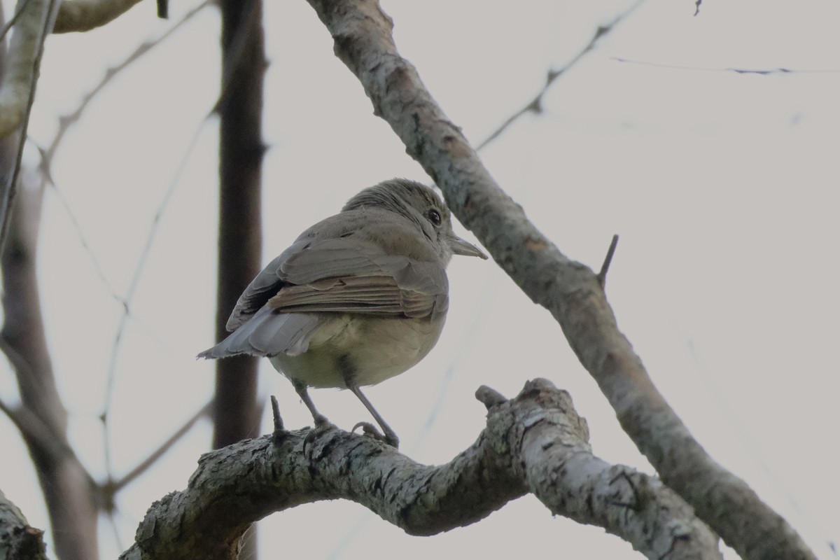 Gray Shrikethrush - ML641462514