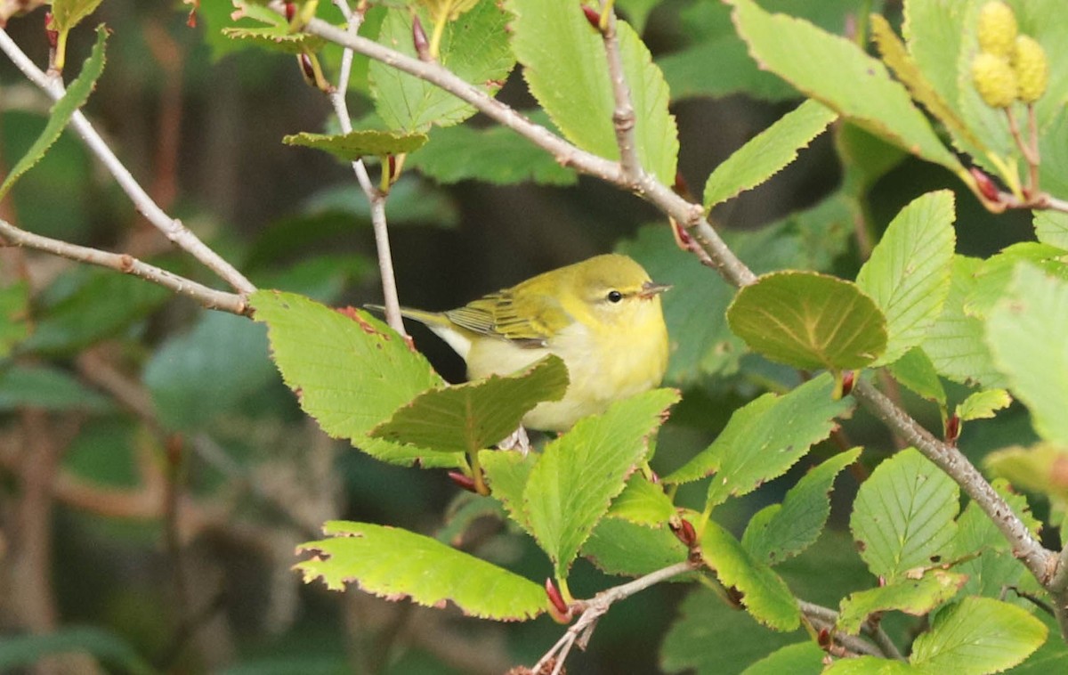 Tennessee Warbler - ML641462515
