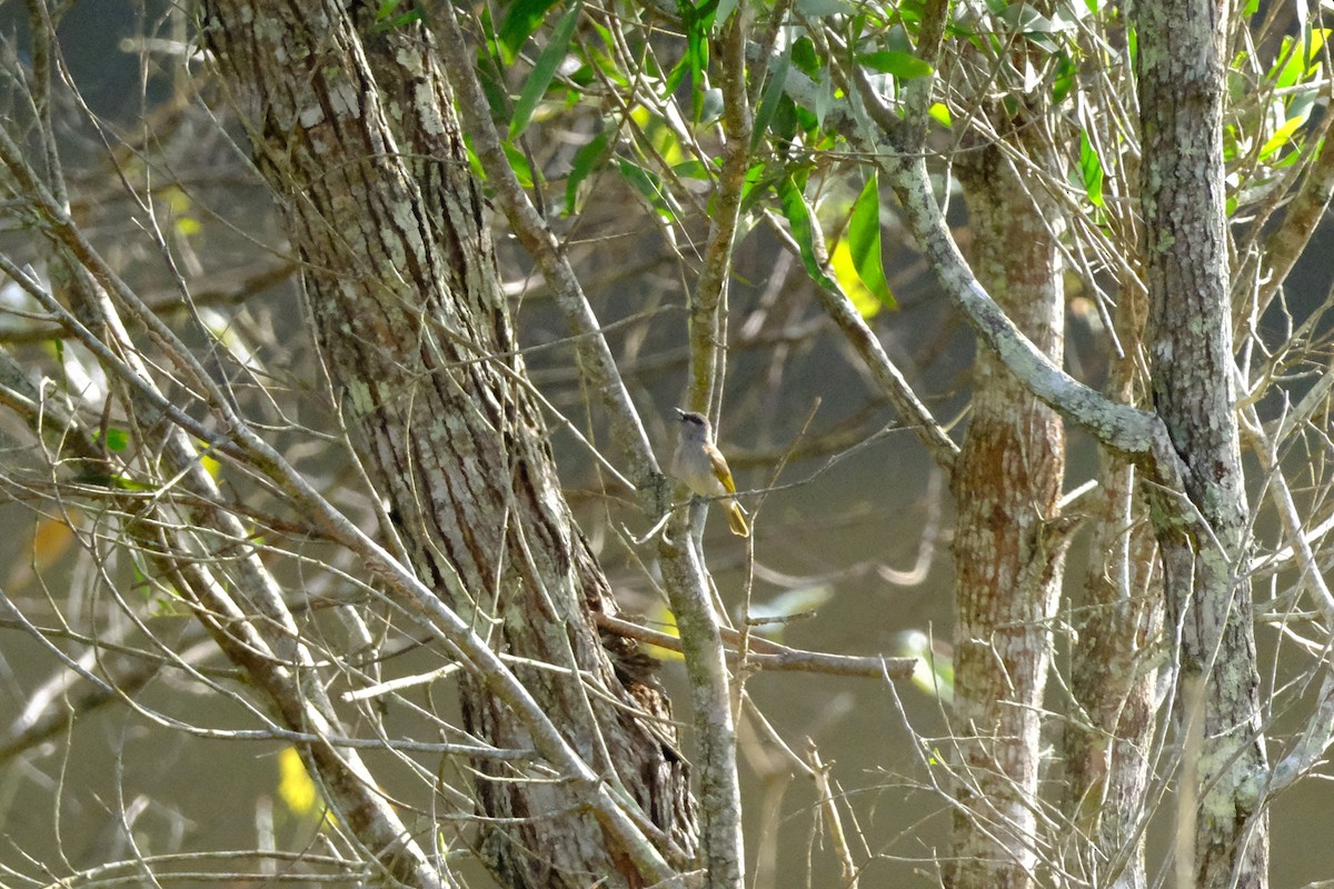 Brown Honeyeater - ML641462522
