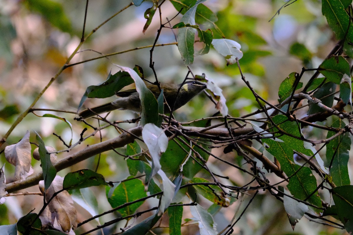 Lewin's Honeyeater - ML641462526