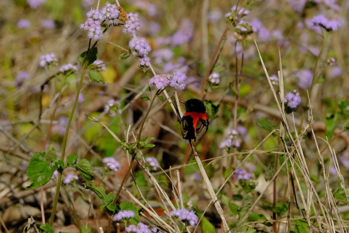 Red-backed Fairywren - ML641462536