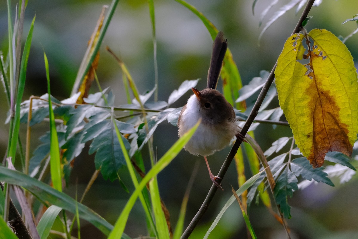 Red-backed Fairywren - ML641462537
