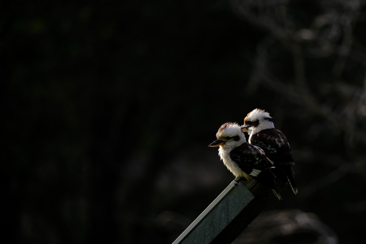 Laughing Kookaburra - ML641462539