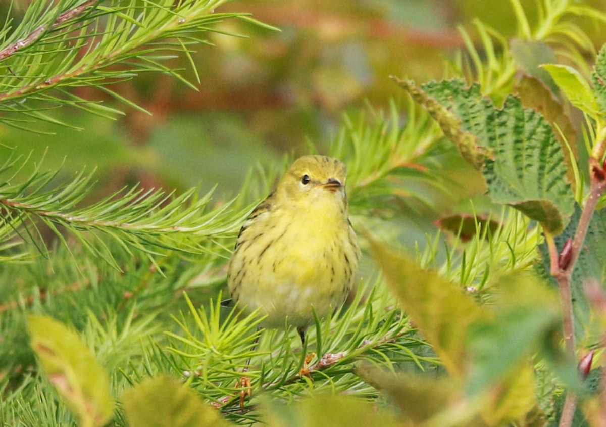 Blackpoll Warbler - ML641462546