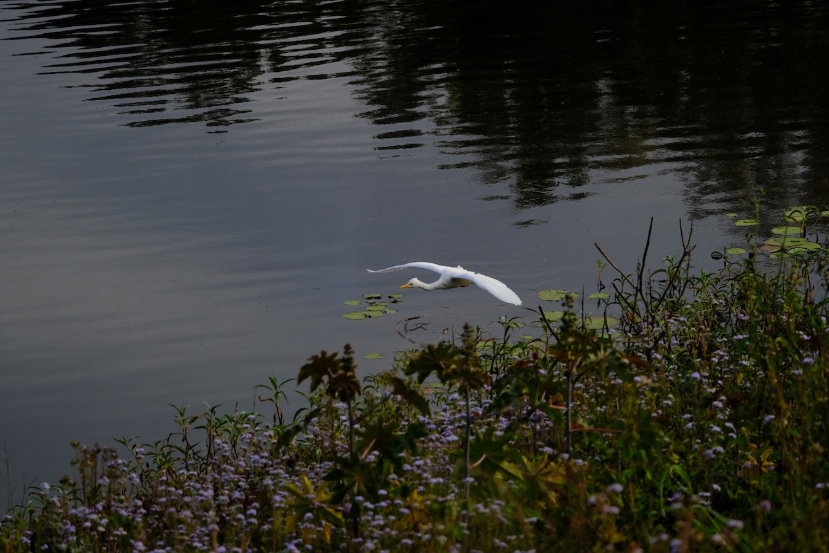 Plumed Egret - ML641462547