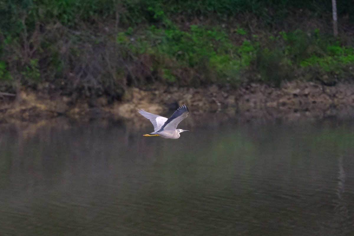 White-faced Heron - ML641462550