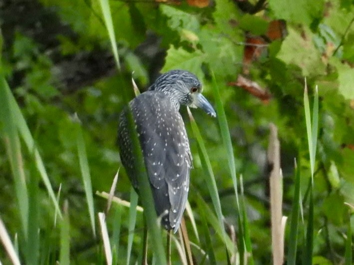 Yellow-crowned Night Heron - ML641462562