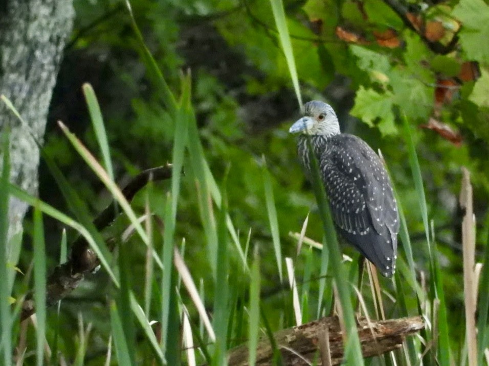 Yellow-crowned Night Heron - ML641462563
